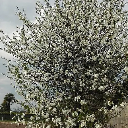 Da Miriam 카스텔누보델가다