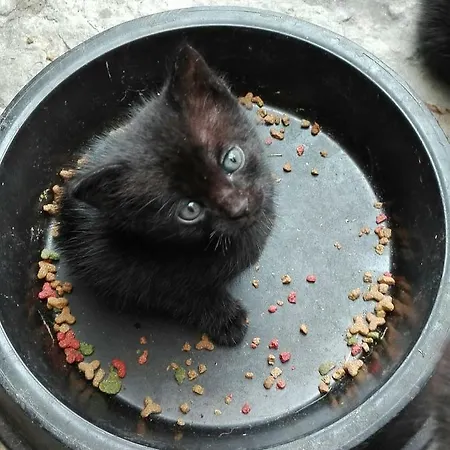 Da Miriam 3* カステルヌオーヴォ・デル・ガルダ