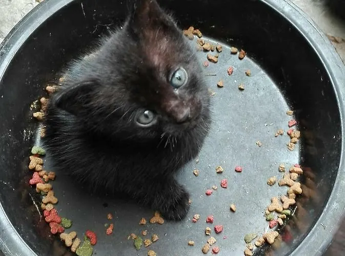 Da Miriam 3* Castelnuovo del Garda