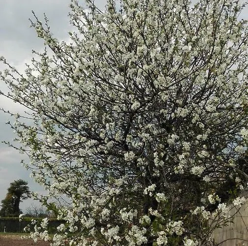 Da Miriam Castelnuovo del Garda